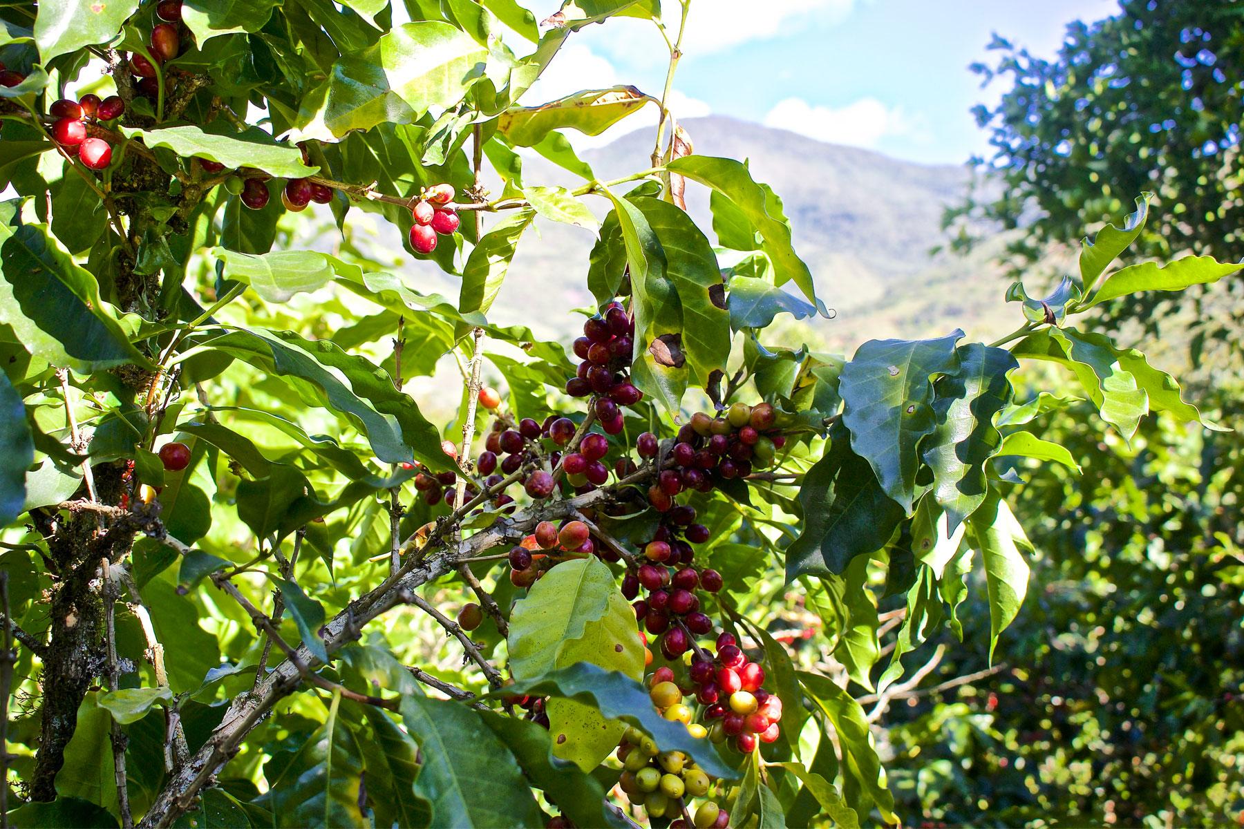 Pretty-Peru-10-Julia-Coffee-Berry