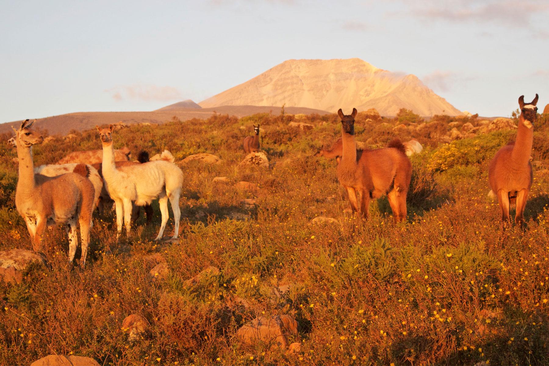Pretty-Peru-21-Sunset-Llamas