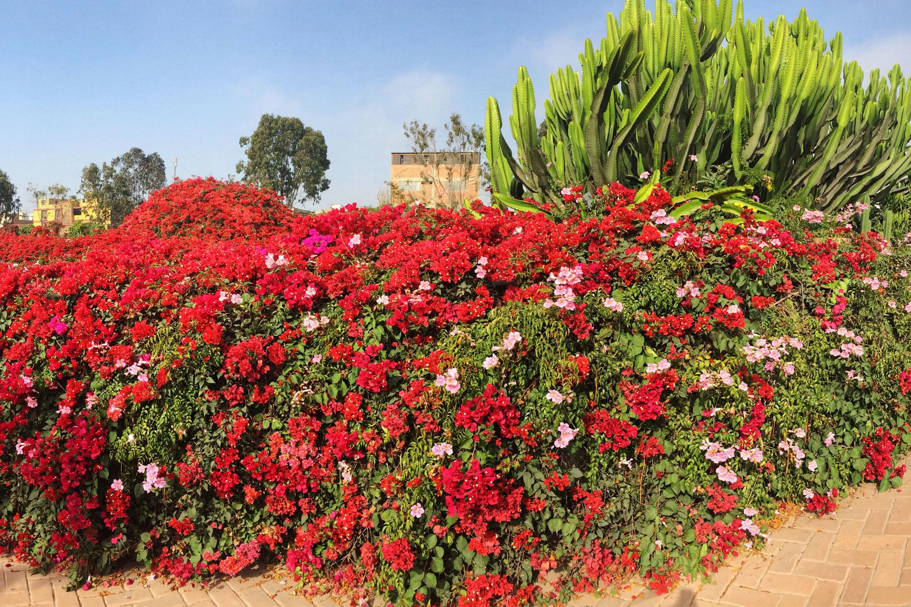 Pretty-Peru-6-Lorca-Bourgainvilla-Pano