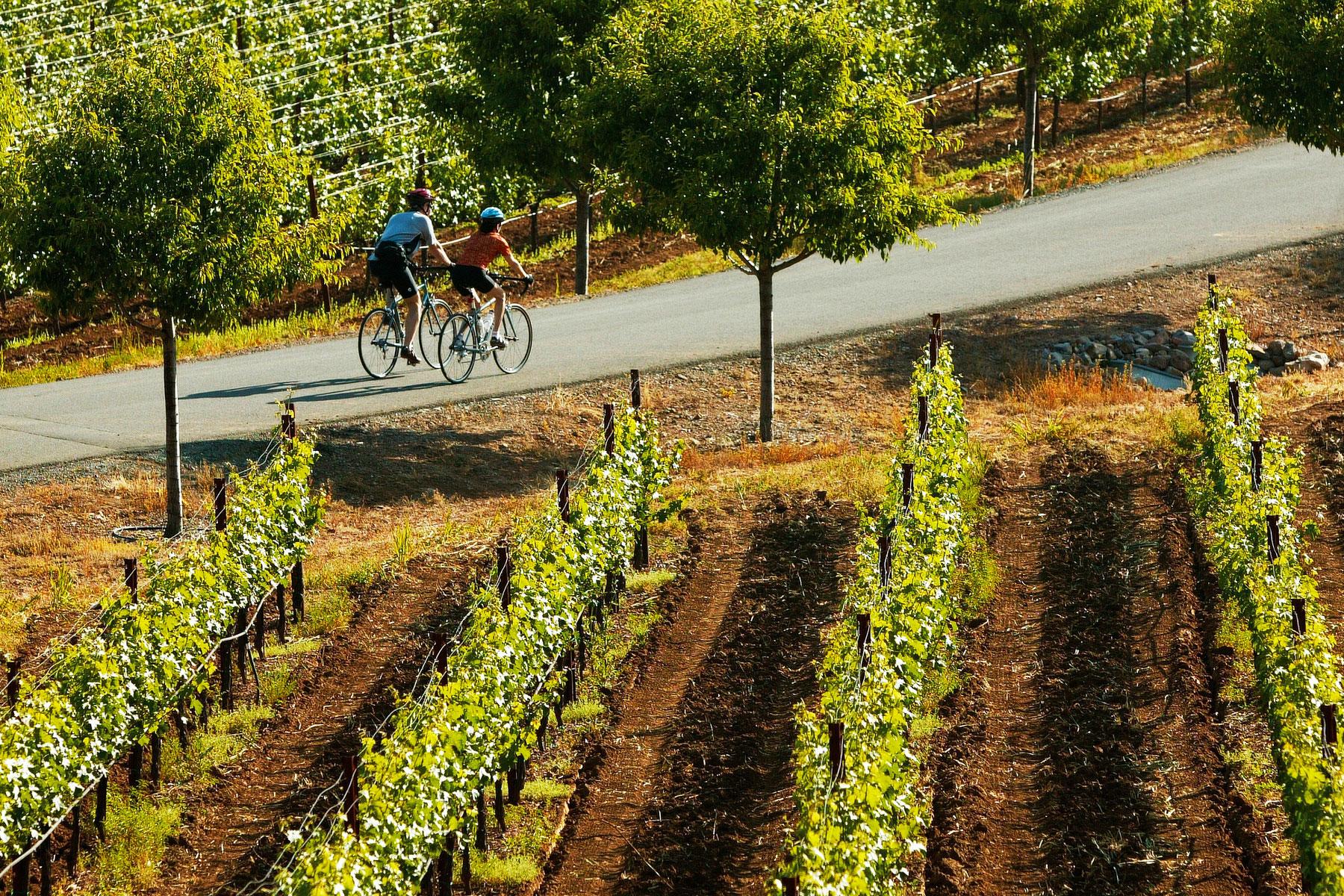 wine bike tours sonoma county