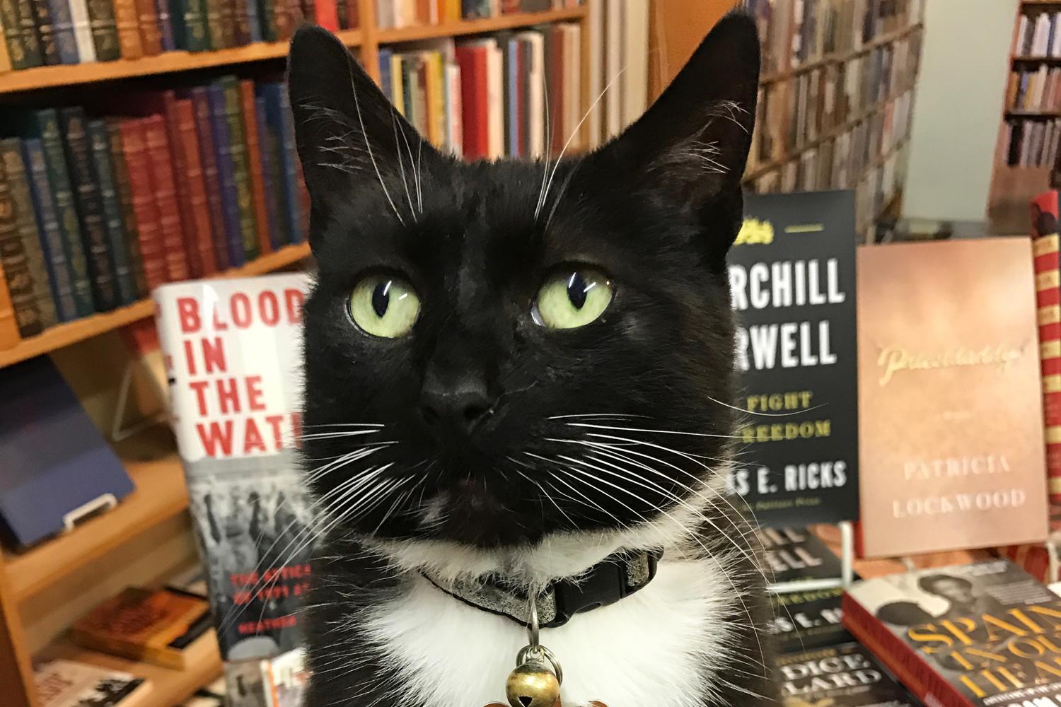 17 Bookstore Cats Worth Road Tripping For - Fodors Travel ...