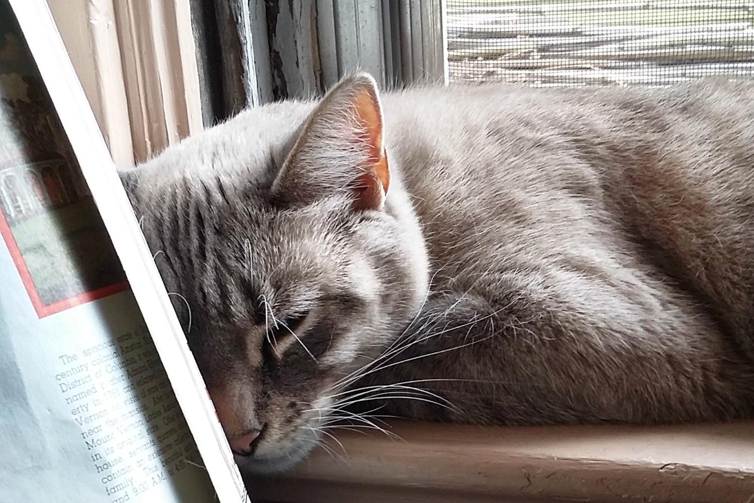 17 Bookstore Cats Worth Road Tripping For Fodors Travel Guide