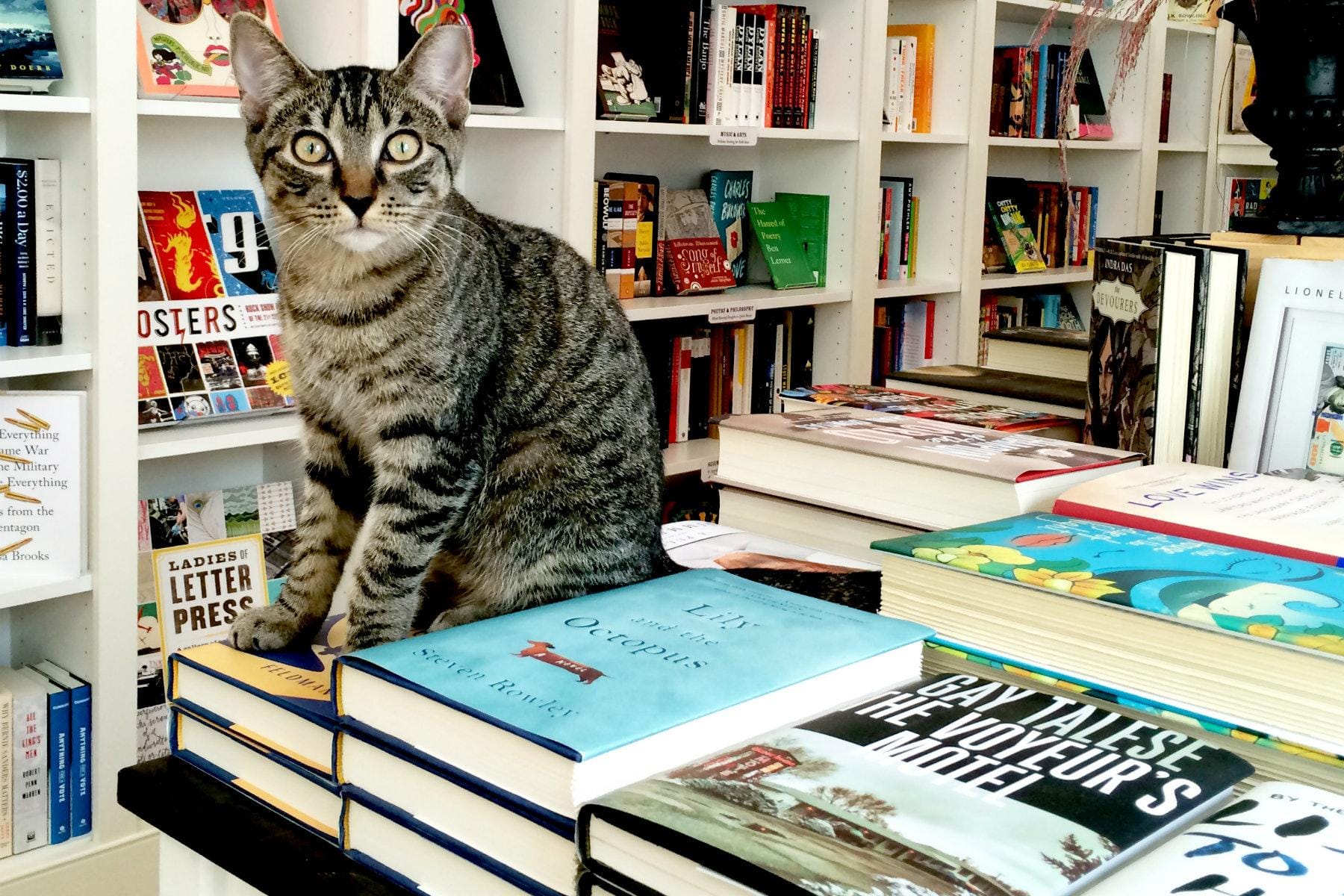 17 Bookstore Cats Worth Road Tripping For Fodors Travel Guide