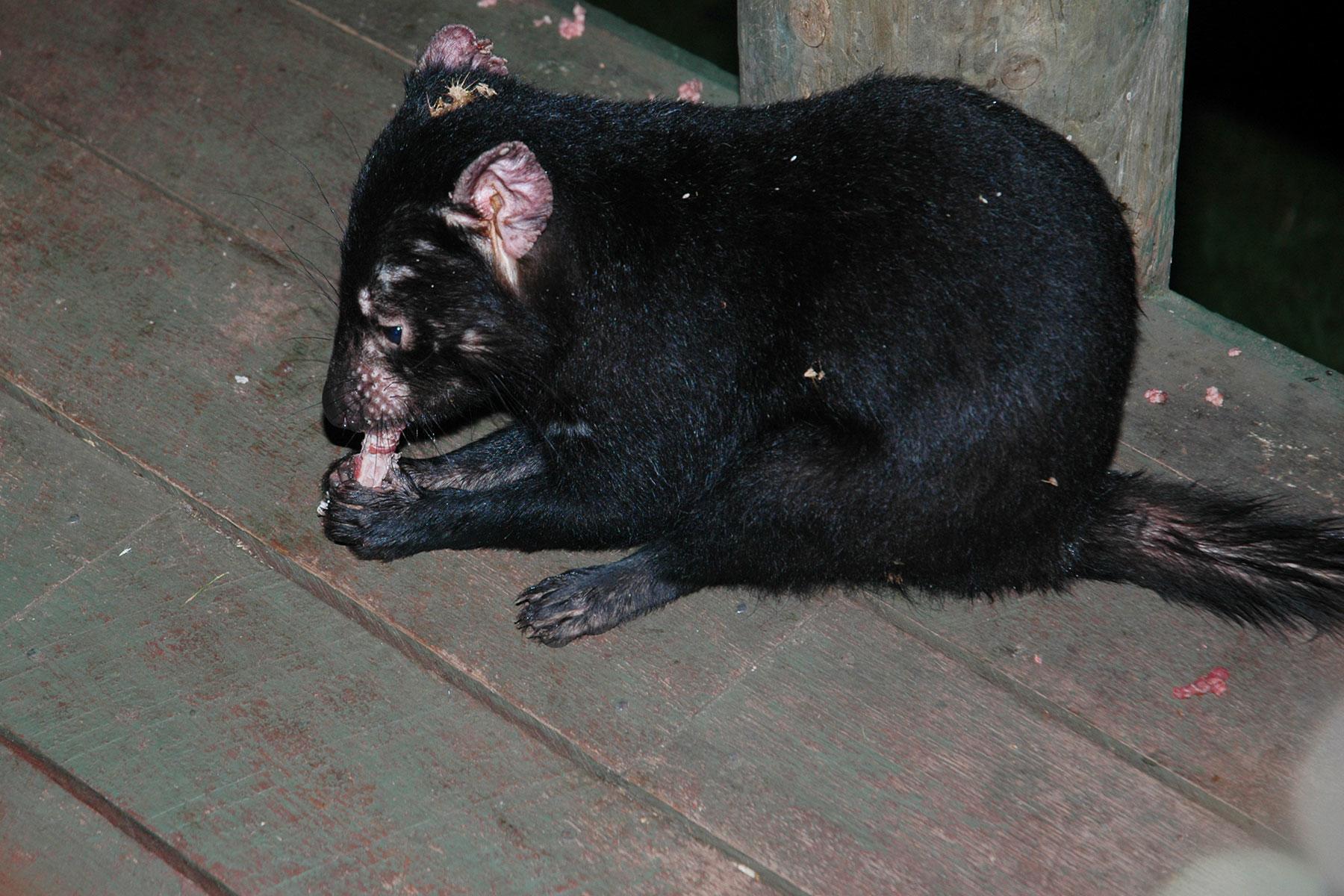 Tasmanian-Devils-Mountain-Valley-Wilderness