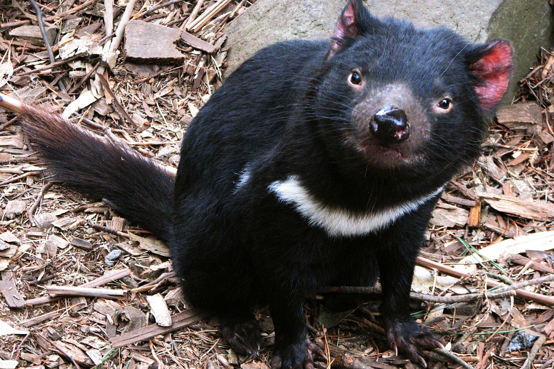 9 Places Where You Can Find an Actual Tasmanian Devil – Fodors Travel Guide
