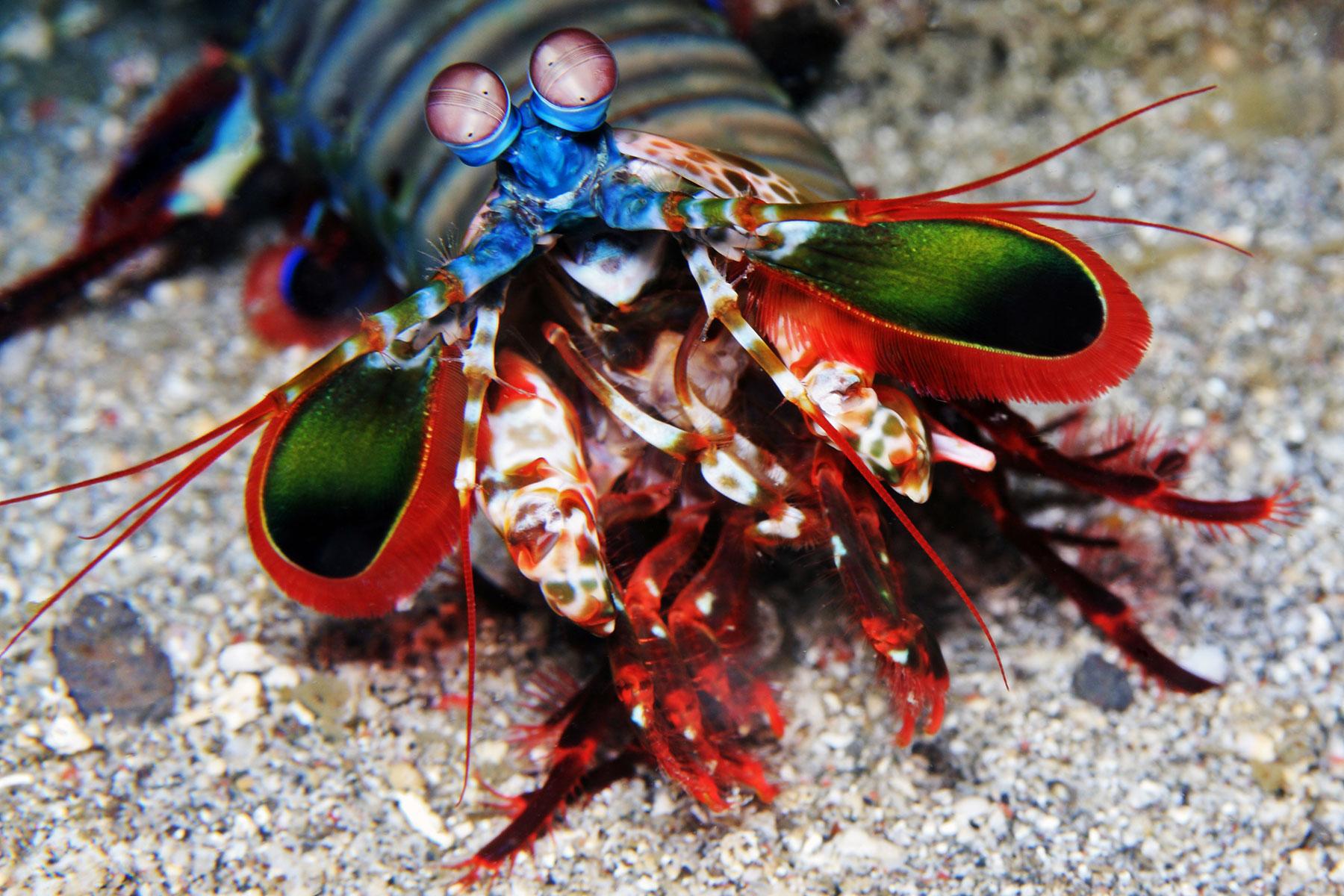 Where to See the World’s 10 Weirdest Animals Fodors Travel Guide