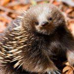 echidna