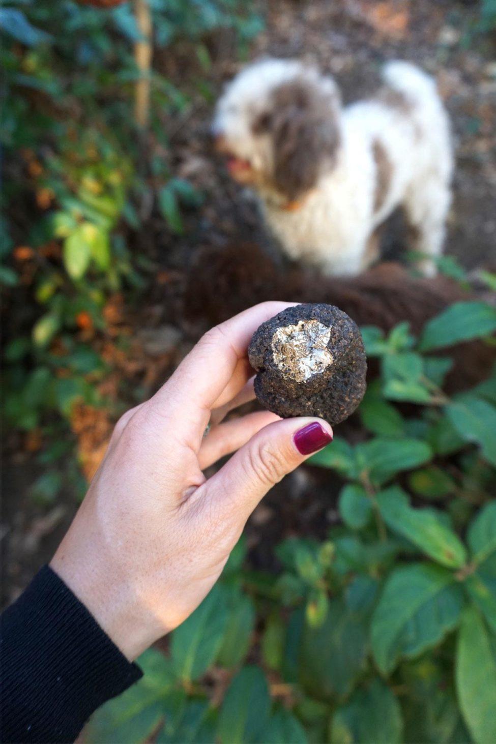 The Best Way to Hunt Truffles in Tuscany