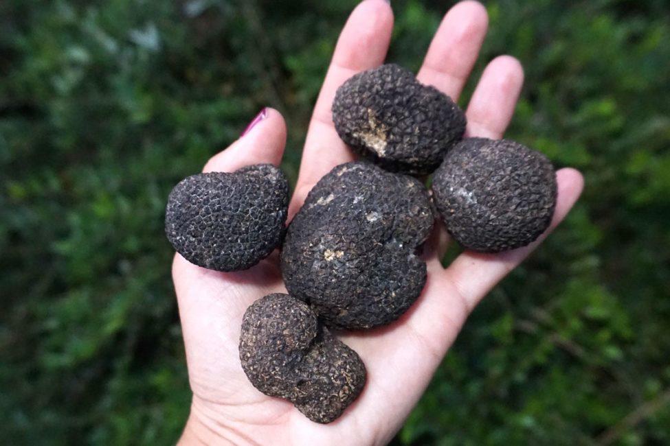 The Best Way to Hunt Truffles in Tuscany
