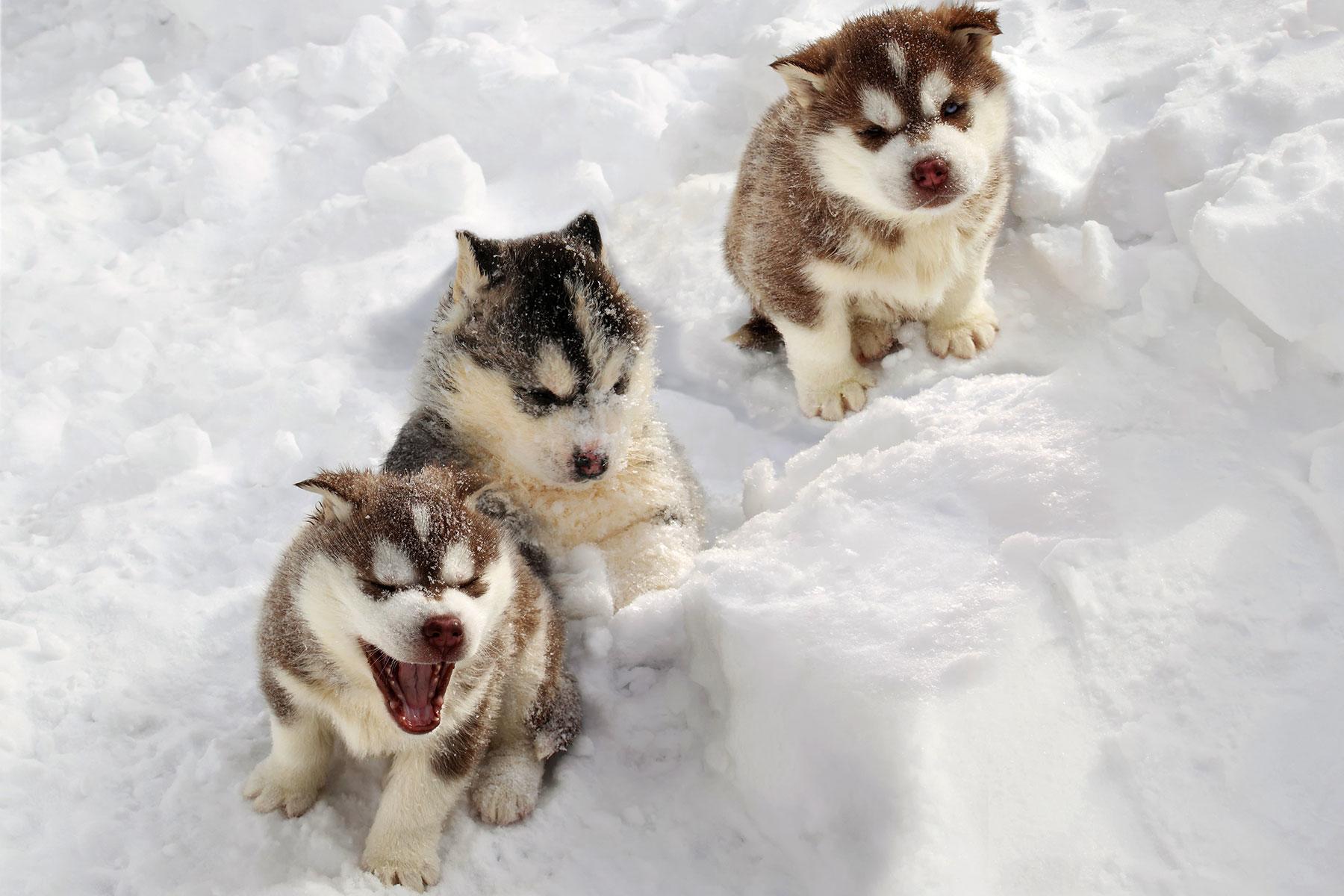 Alaska Cruises_DogSled_01