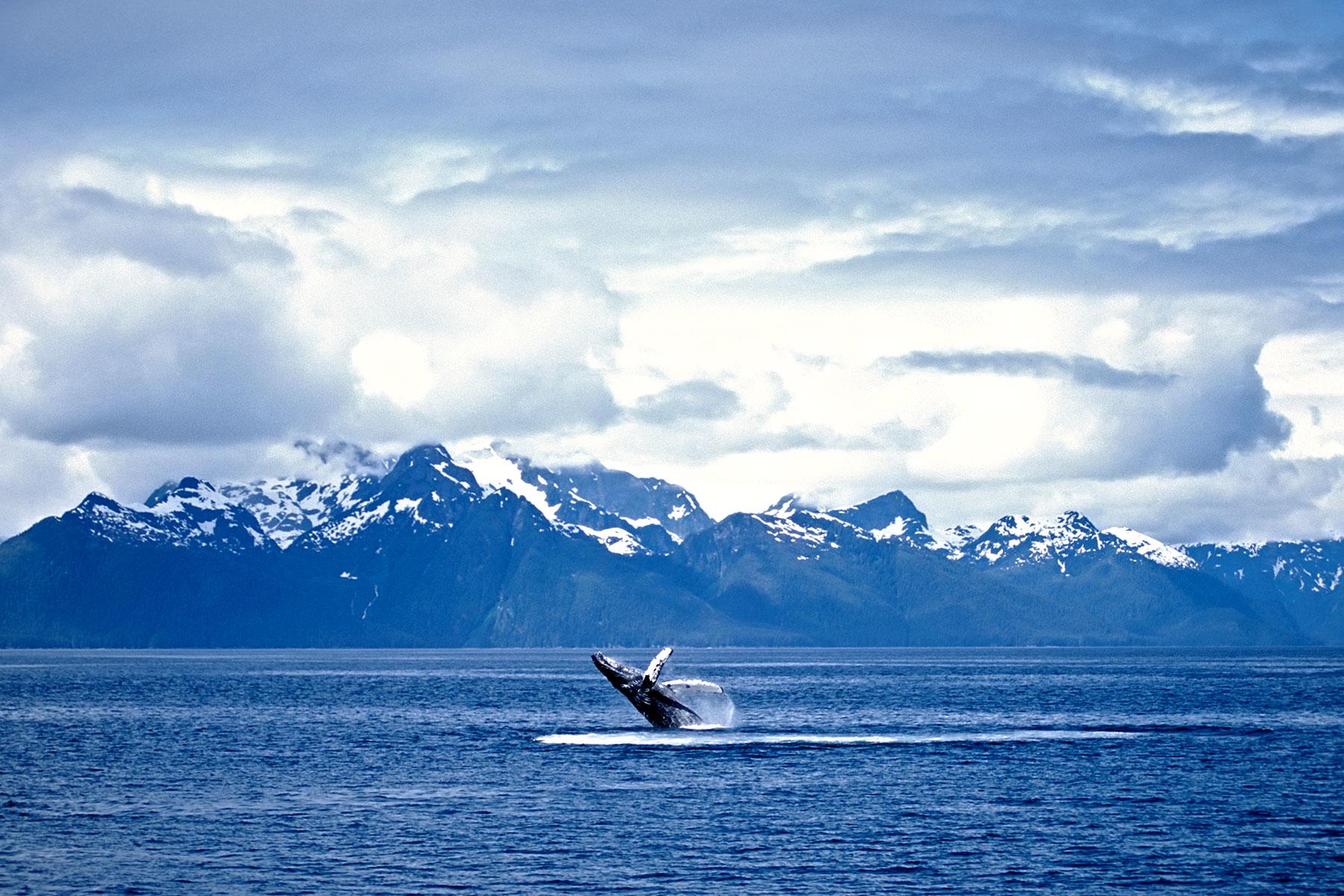 12 Things You Absolutely Need to Do on an Alaskan Cruise – Fodors