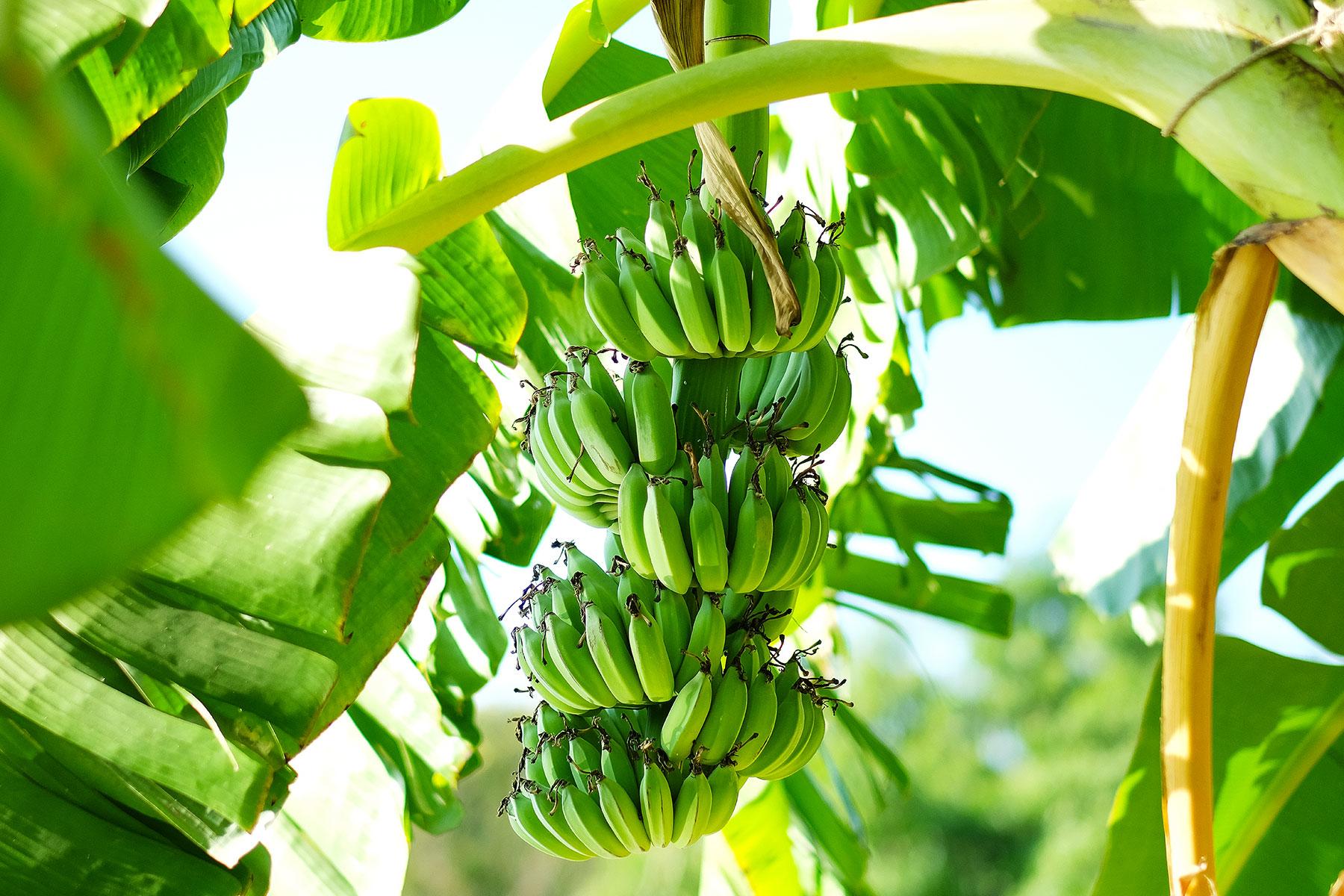 Ultimate-Things-To-Do-St-Lucia-Eat-A-Banana