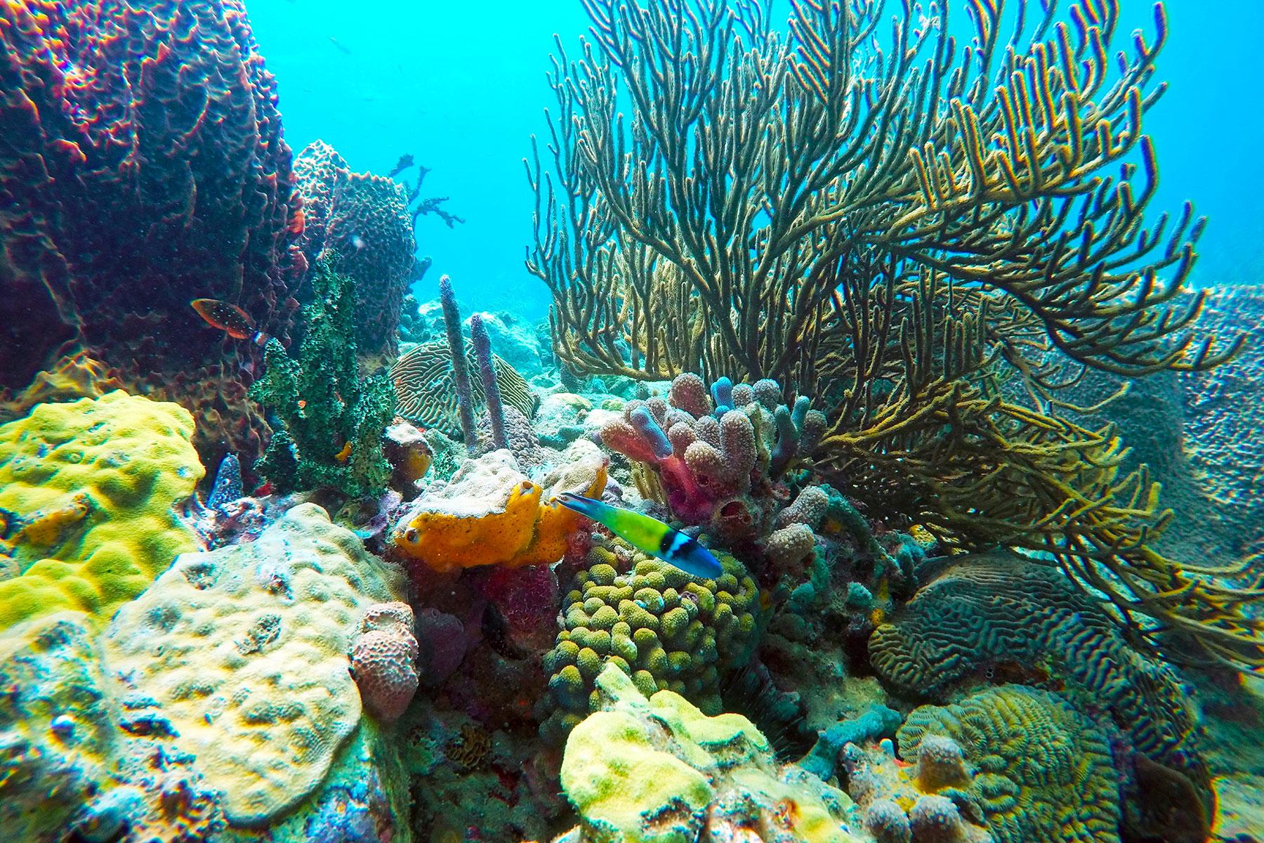 Ultimate-Things-To-Do-St-Lucia-Explore-The-Depths