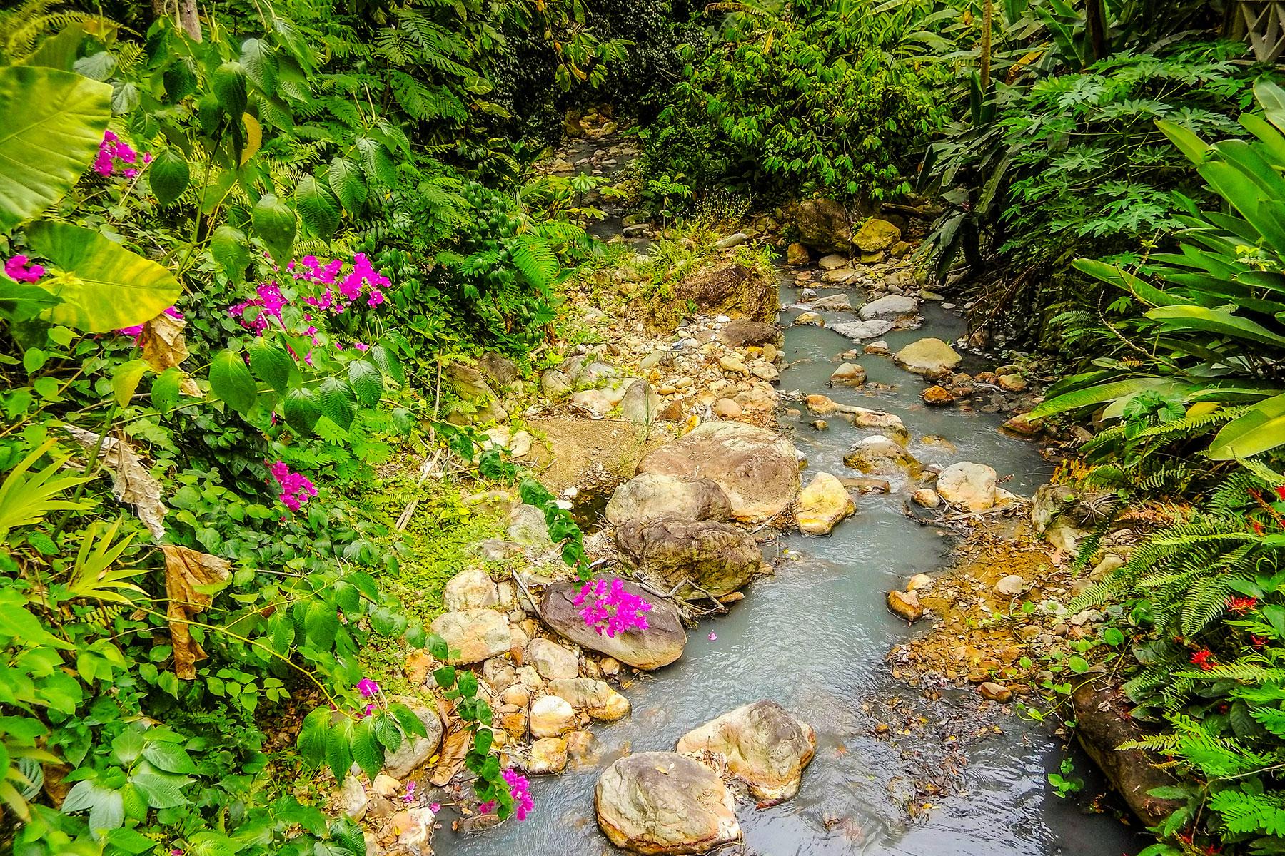 Ultimate-Things-To-Do-St-Lucia-Meander-Through-The-Botanical-Garden