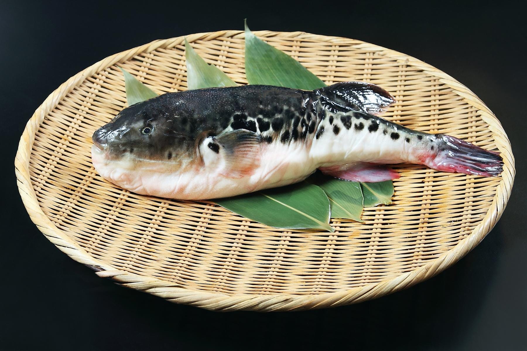 banned-foods-fugu