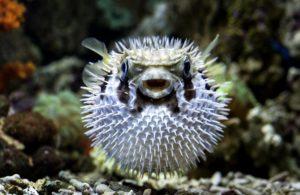 11 Strange Food and Drink Bans Around the World