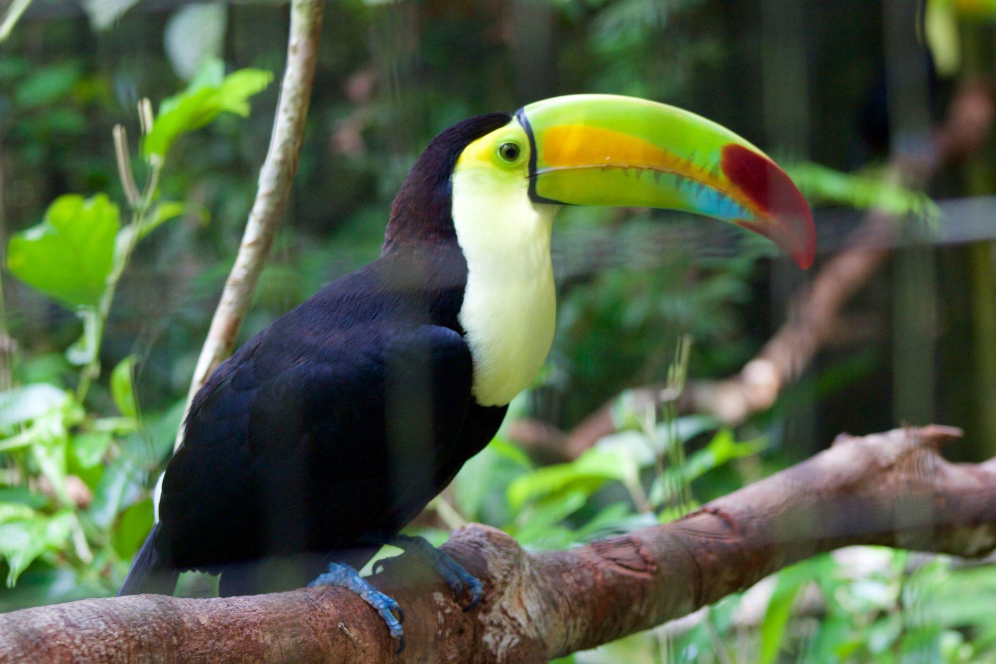 14 Ways to See Wildlife in Belize Fodors Travel Guide