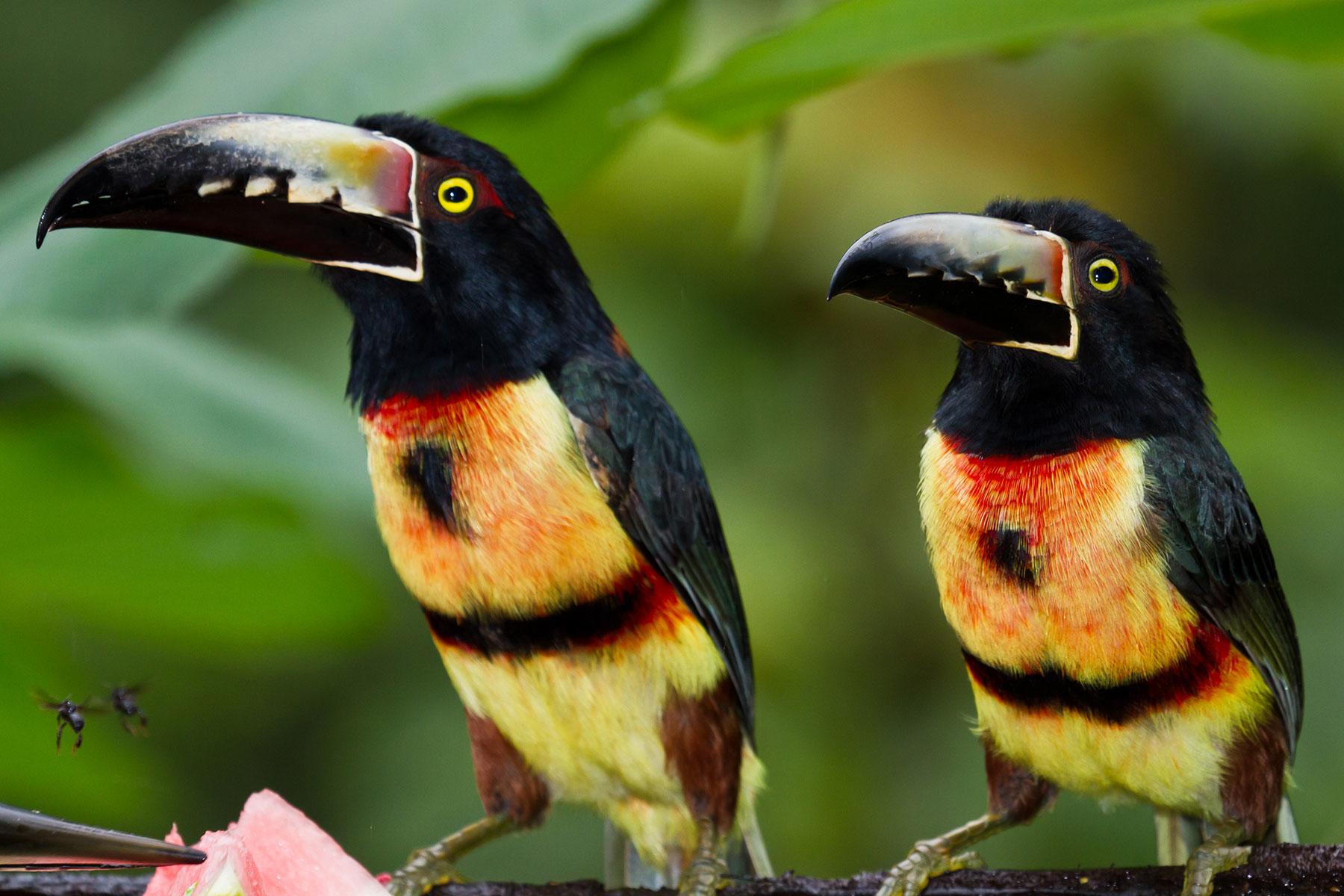 How-To-See-Belize-Wildlife-Birds