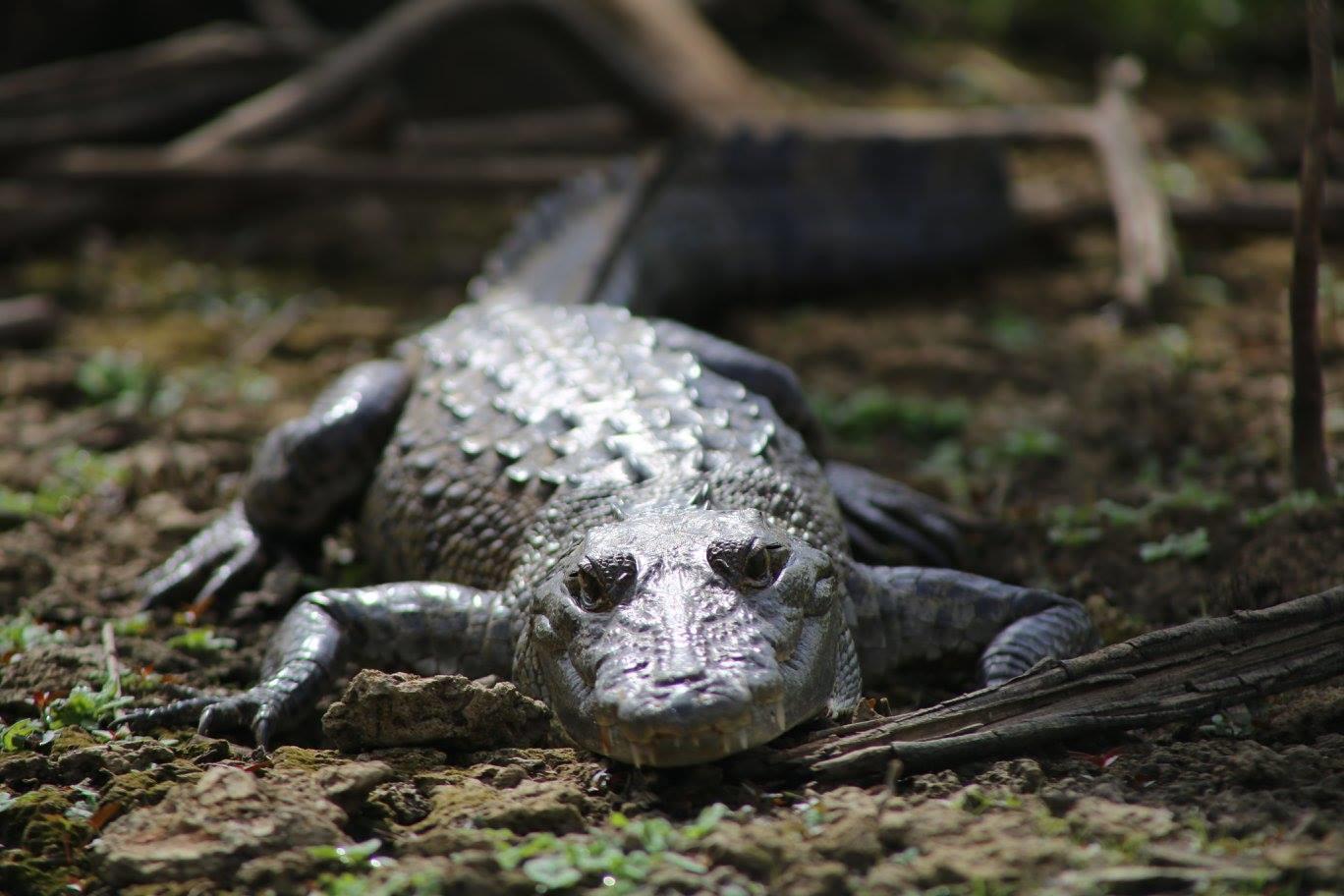 14 Ways to See Wildlife in Belize Fodors Travel Guide