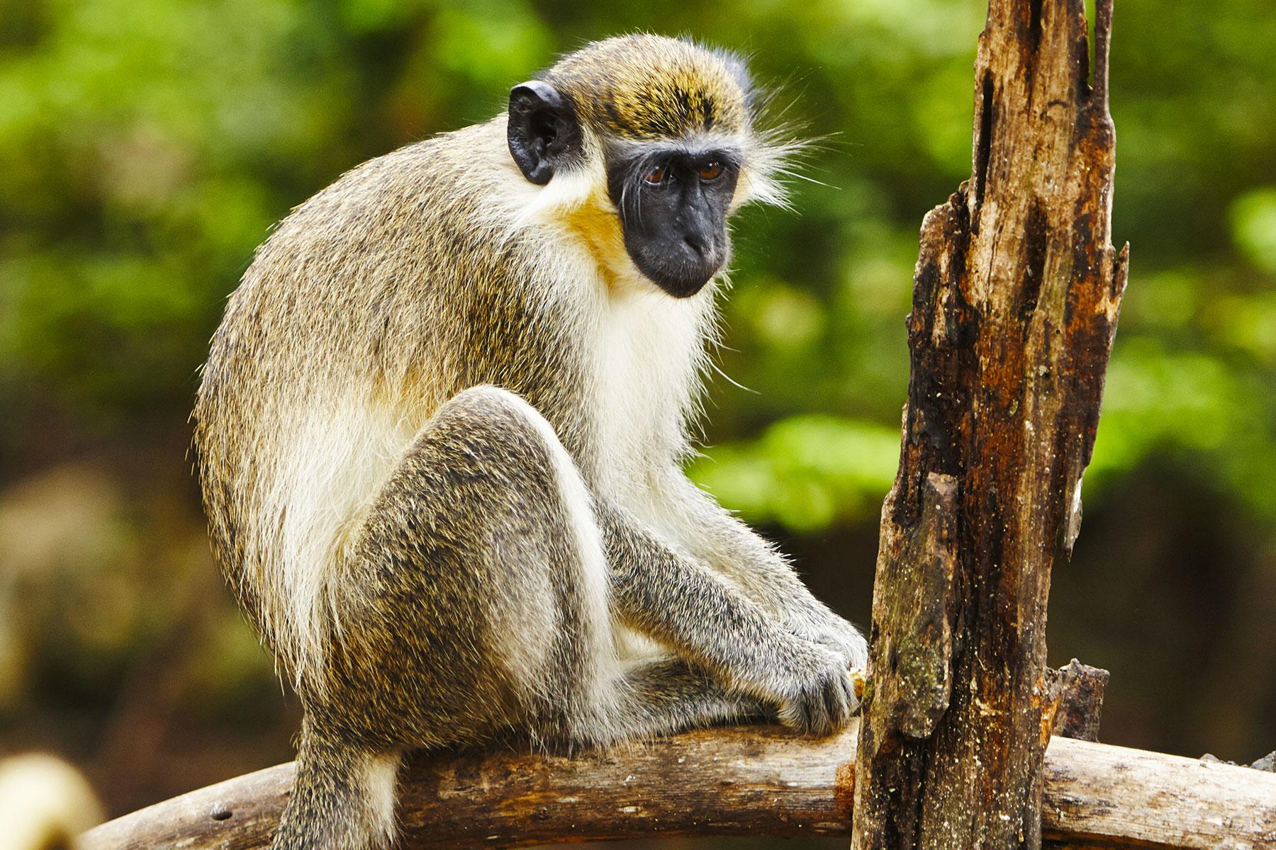 Ultimate-Things-To-Do-Barbados-Green-Barbados-Monkey