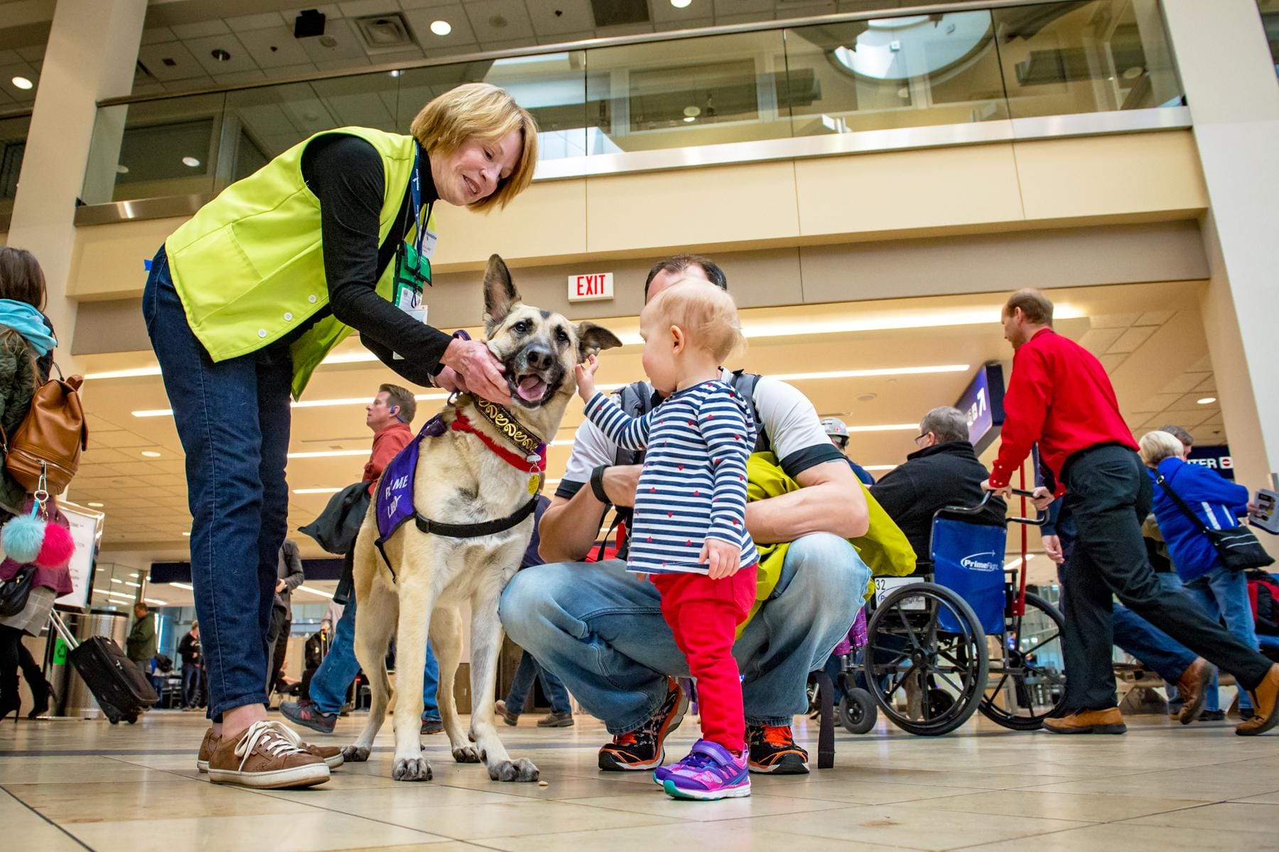 Airport therapy deals dog