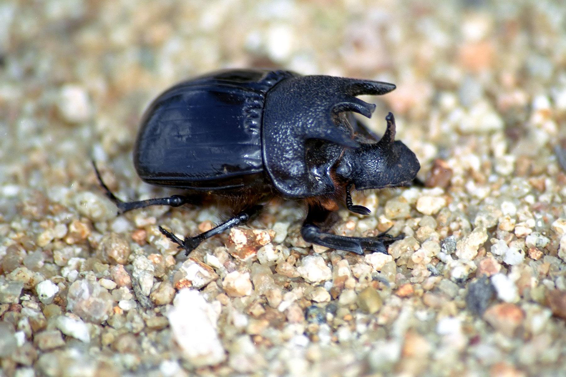 Kruger-National-Parks-Rhino-Beetles