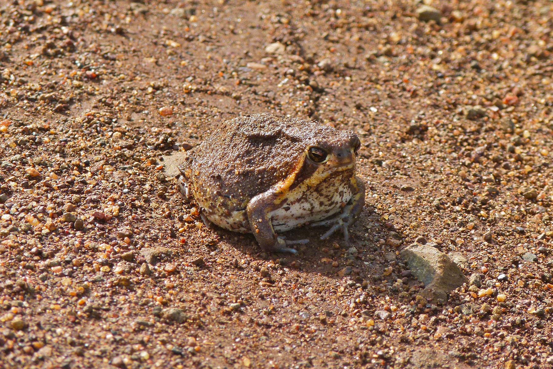 Animals To See In Kruger Park South Africa