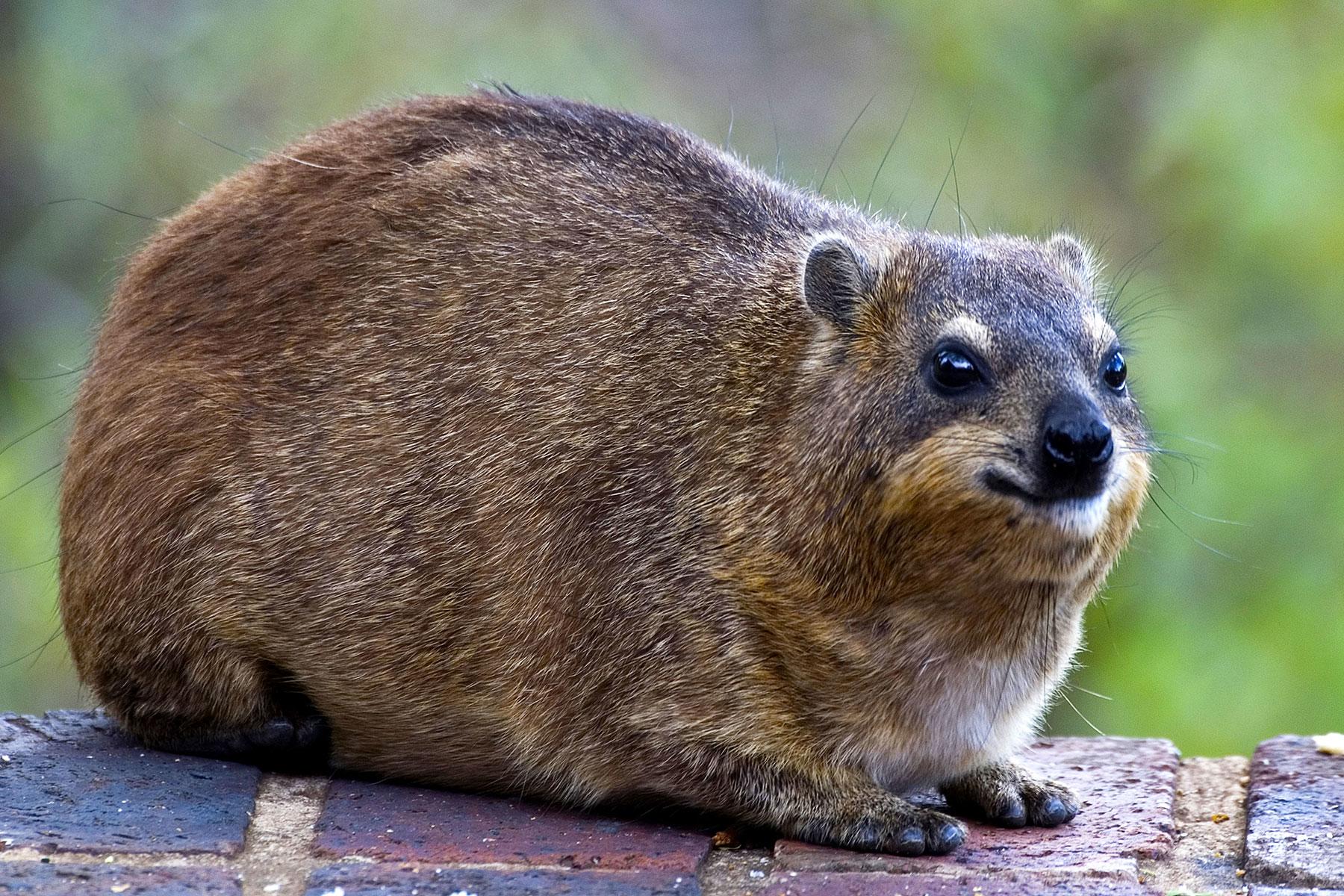 Kruger-National-Parks-Weirdest-Animals-Rock-Hyrax