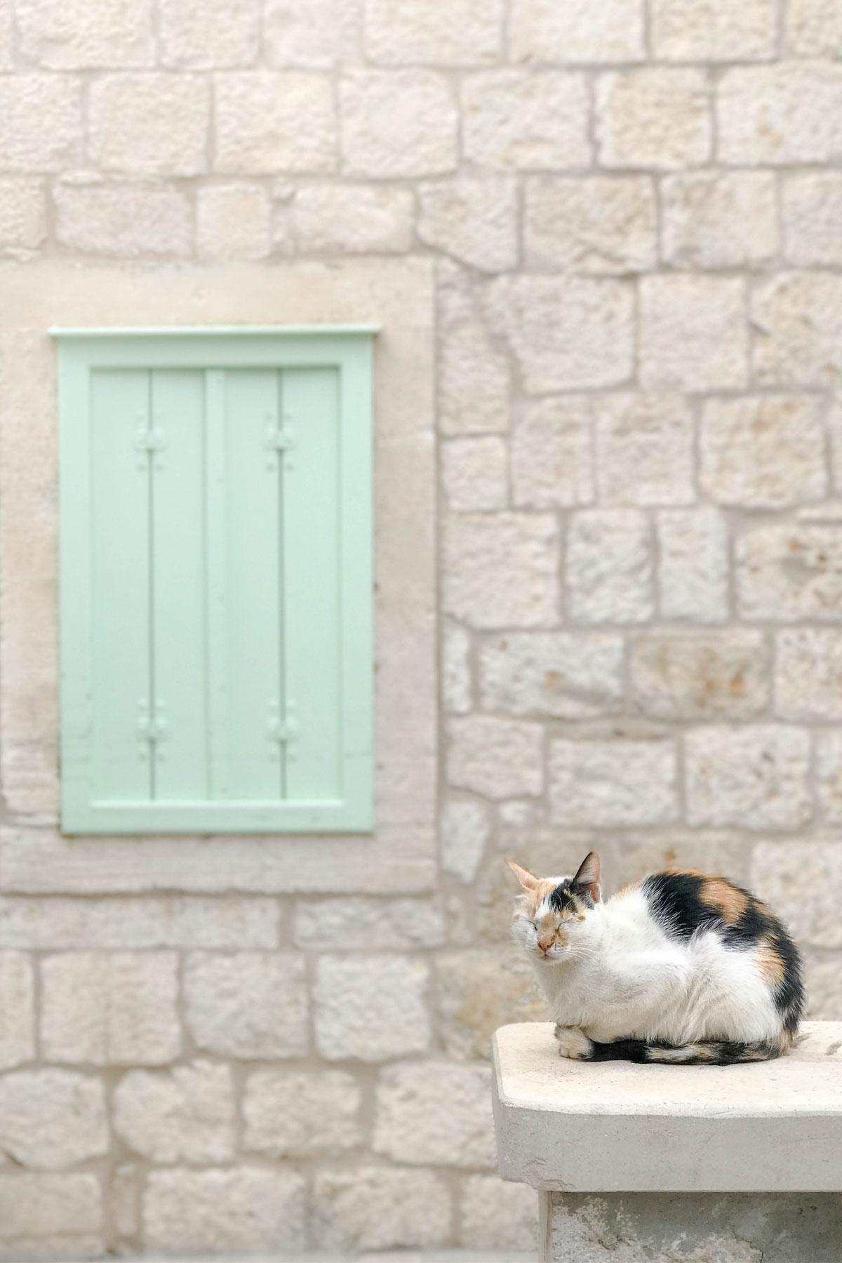 Picture10-Croatia-Vis-Cat10