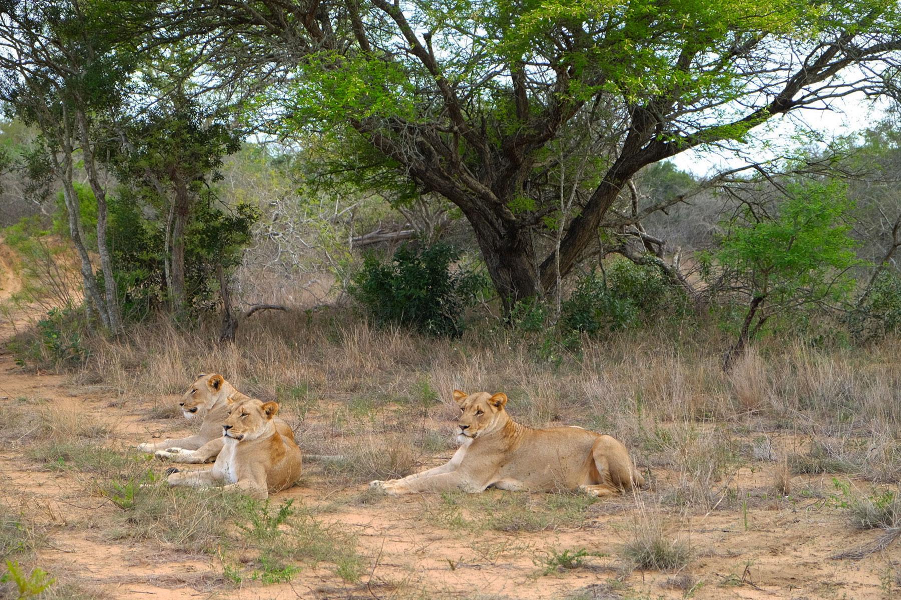 Reasons-To-Visit-Durban-Phinda