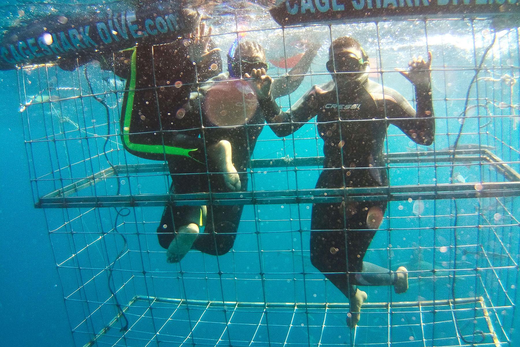 Reasons-To-Visit-Durban-Shark-Diving