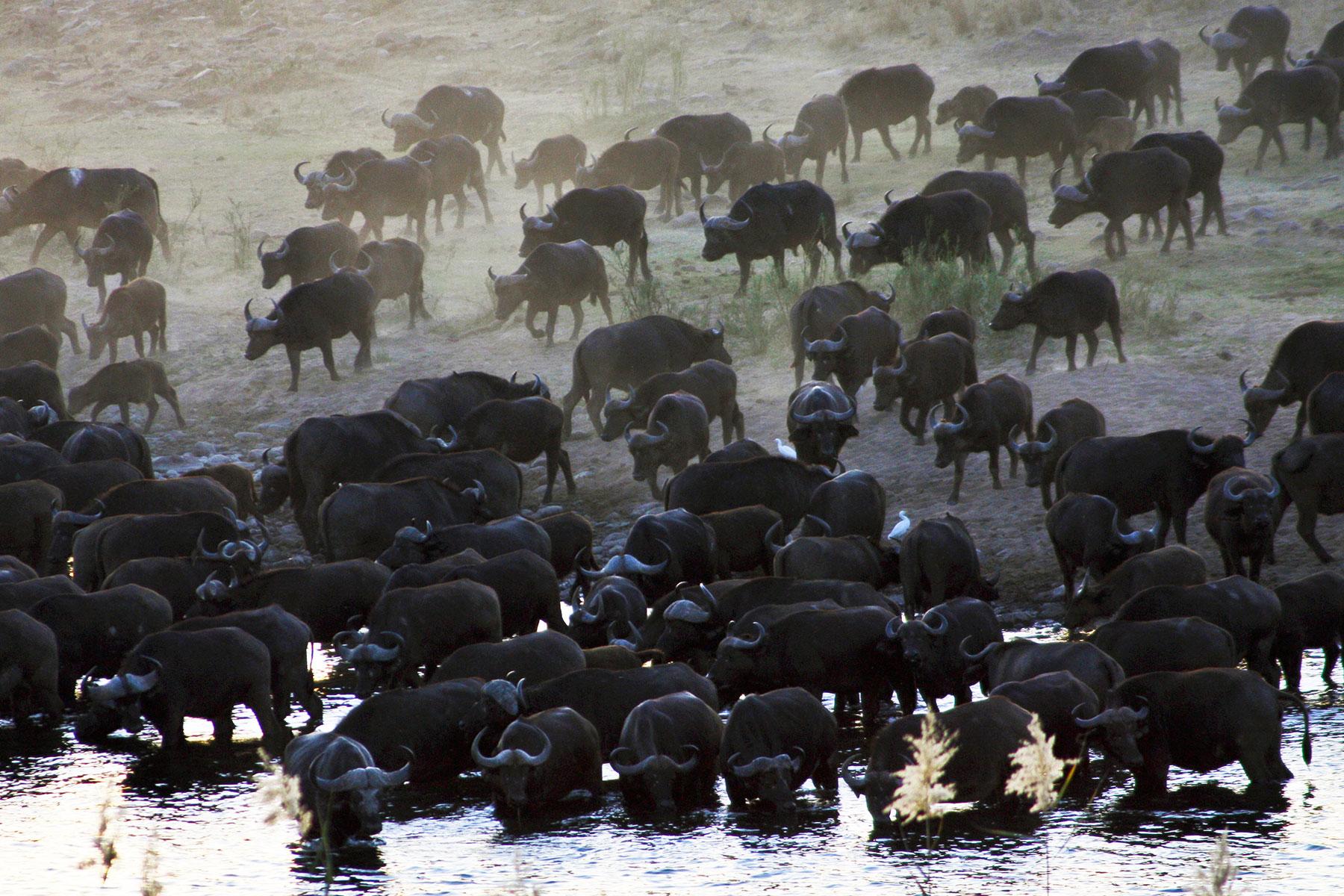 Ultimate-South-Africa-Kruger-National-Park-1