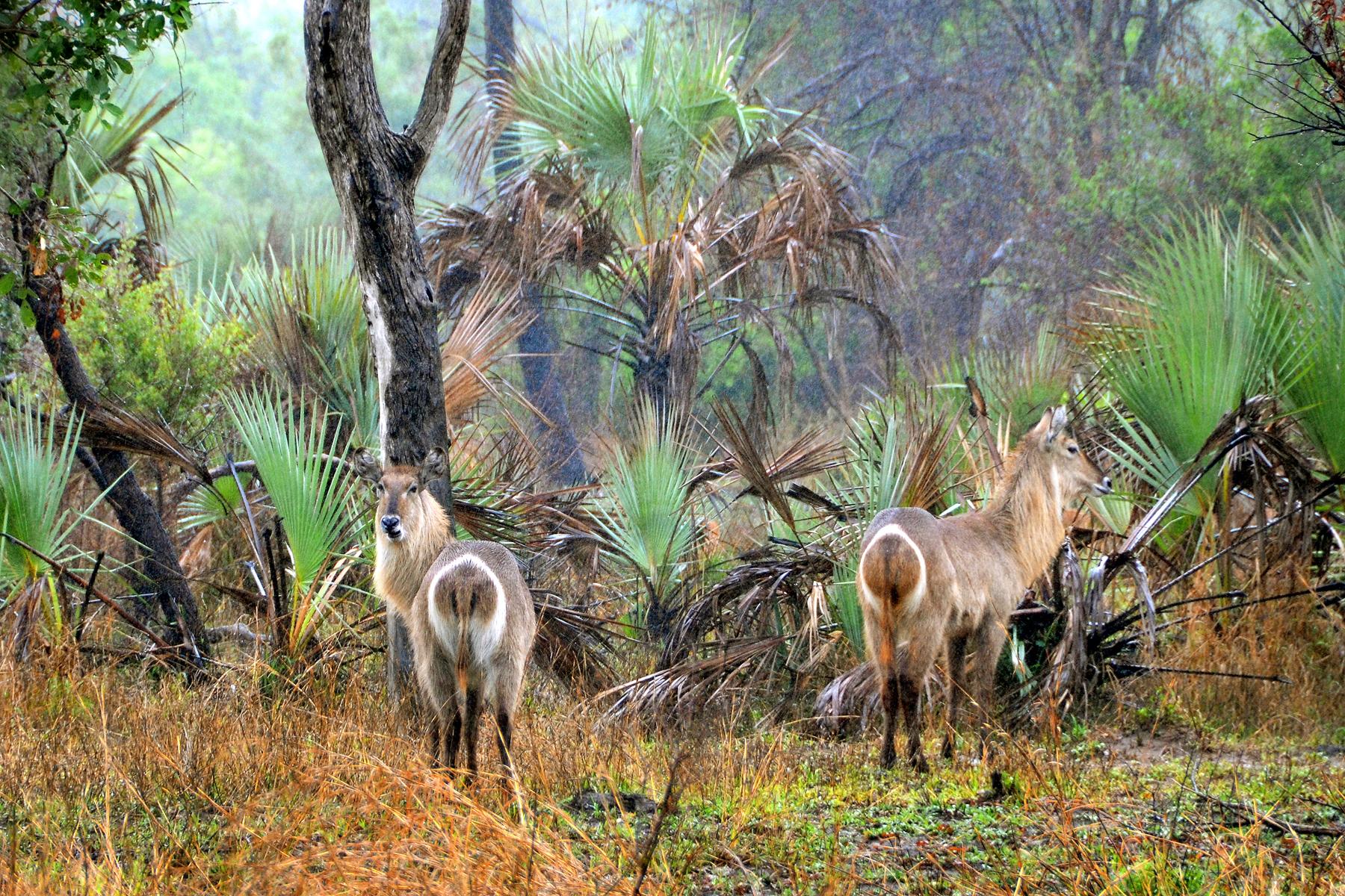 Wildlife-Mozambique-Antelope-1