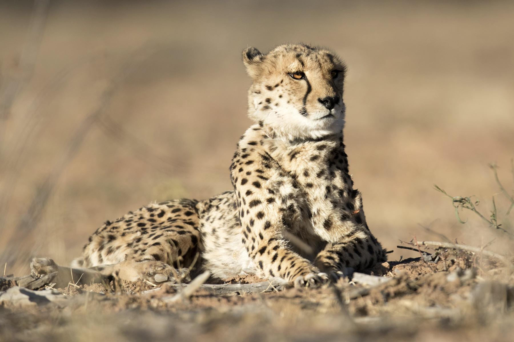 Wildlife-Mozambique-Cheetah-1