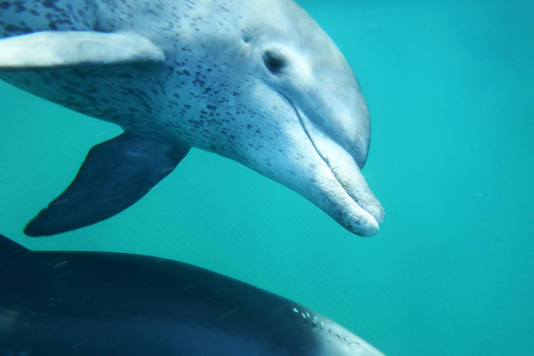 Wildlife-Mozambique-Dolphin-1