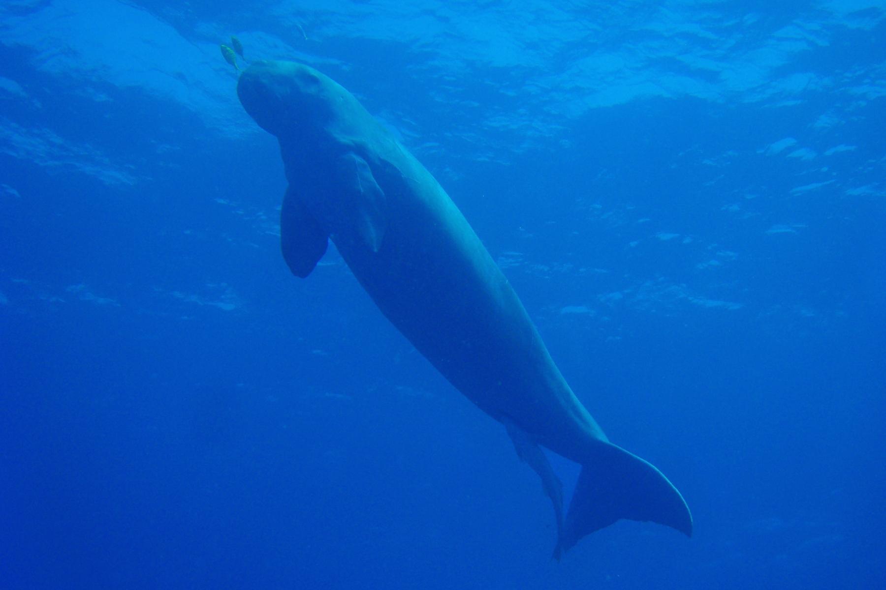 Wildlife-Mozambique-Dugong-1