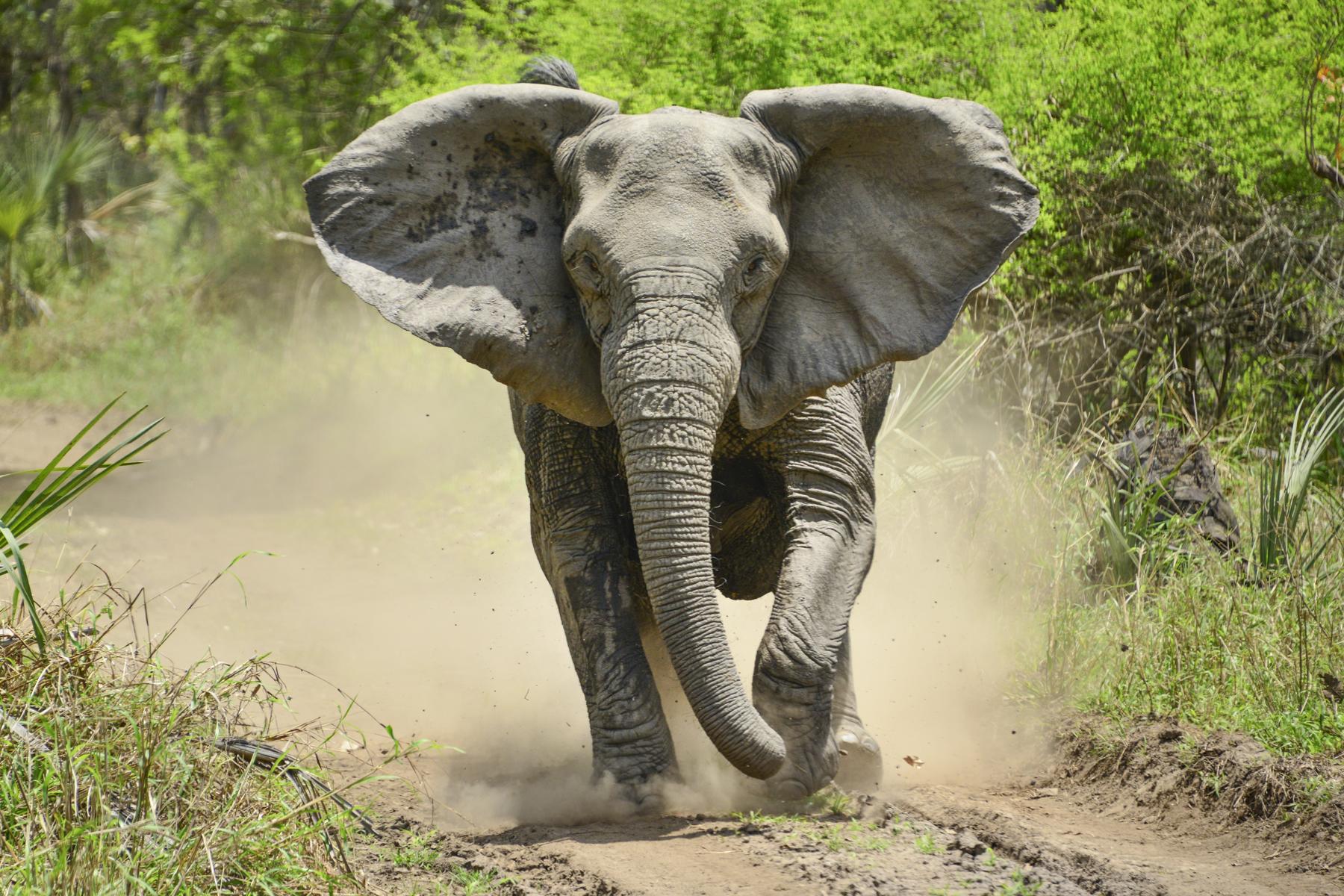 Wildlife-Mozambique-Elephants-1