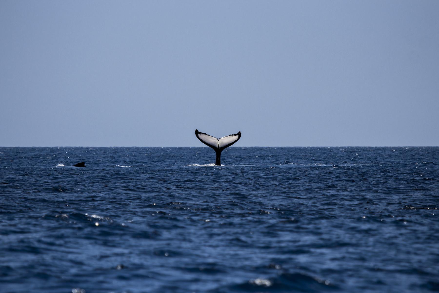 Wildlife-Mozambique-Humpback-Whale-1