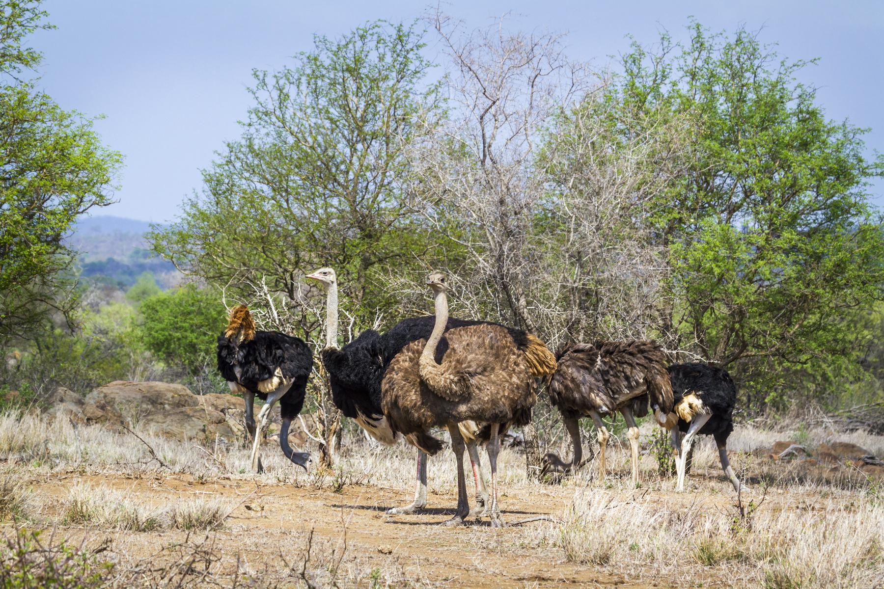 Wildlife-Mozambique-Ostrich-1