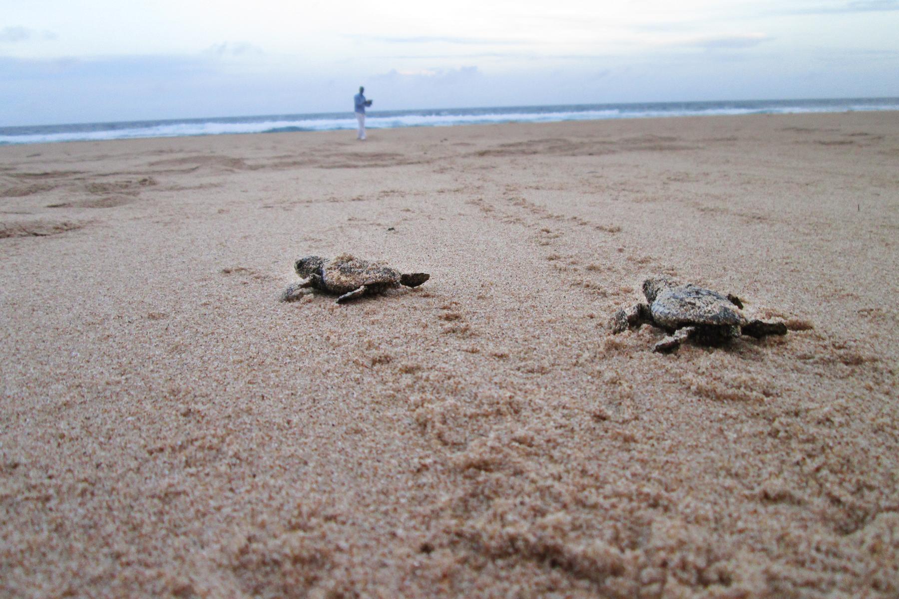 Wildlife-Mozambique-Turtles-1