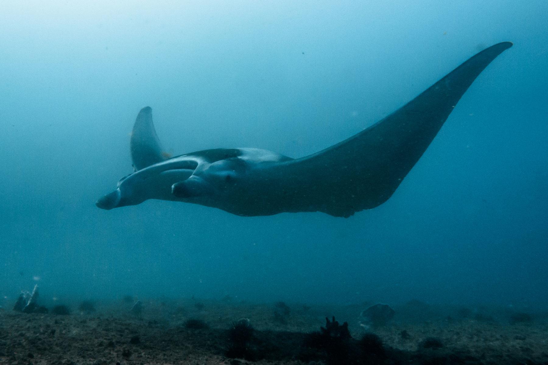 manta