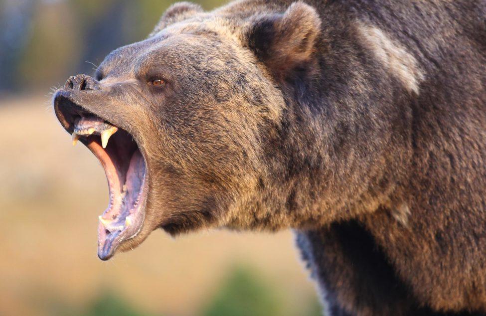 How to Avoid Bear Attacks in Alaska