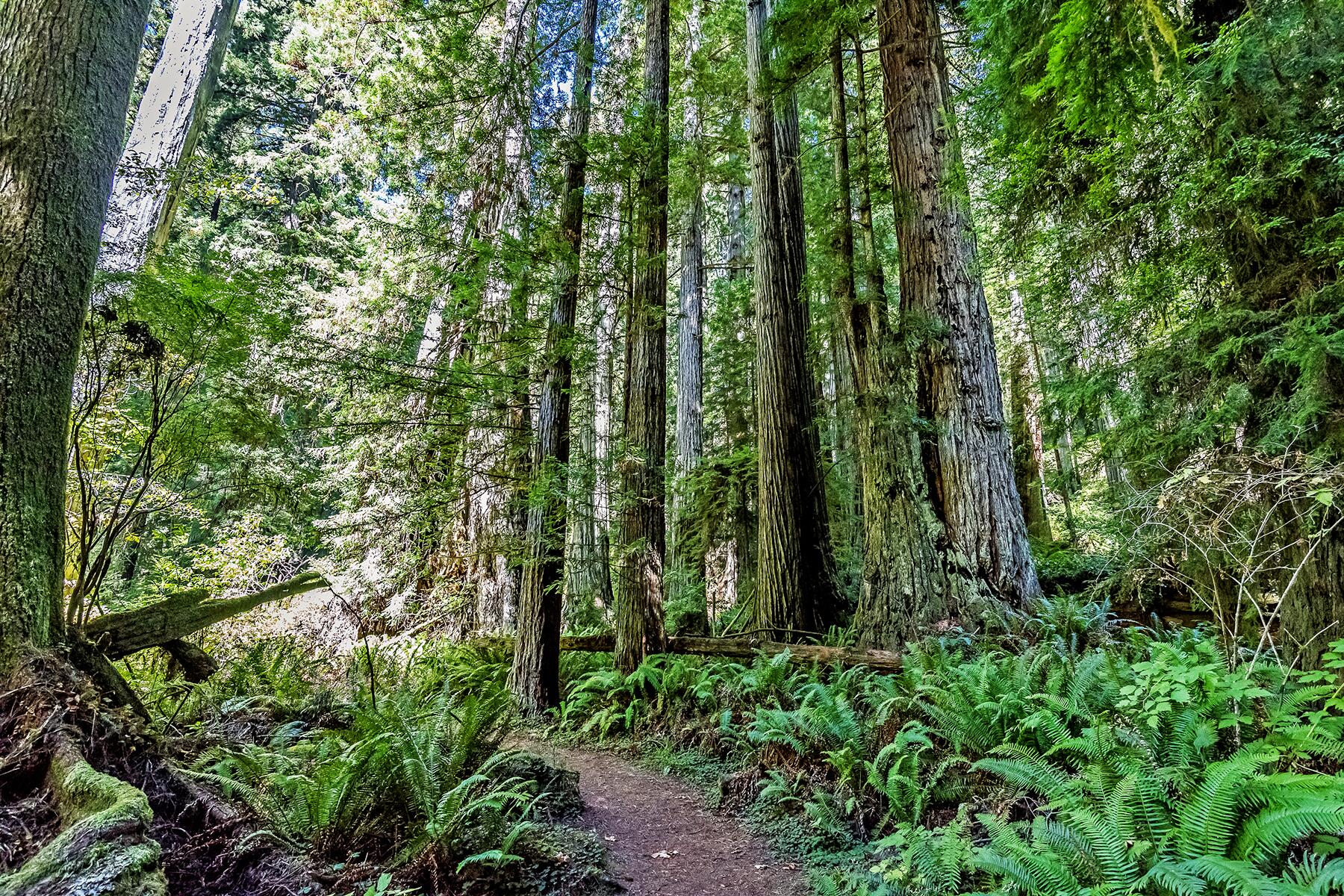 __HikingTrails_TallTrees_shutterstock_488736352