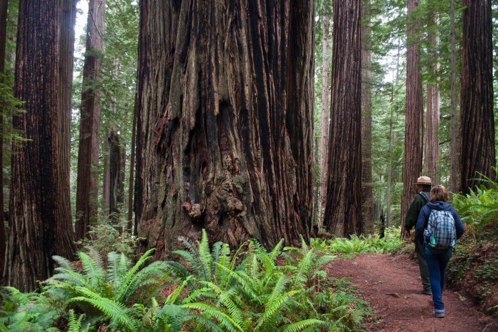 Redwoods-Ranger_Perspective