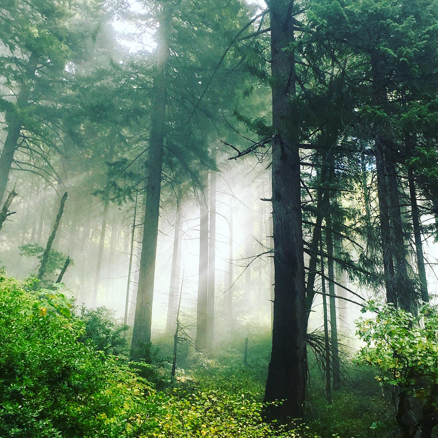 Sasquatch-Hunting-Orleans-And-Six-Rivers-National-Forest