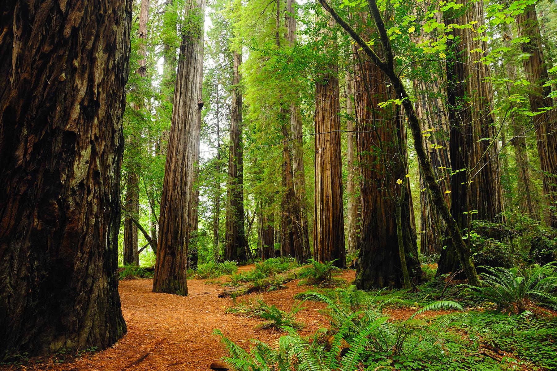 Sasquatch-Hunting-Redwood-National-Park