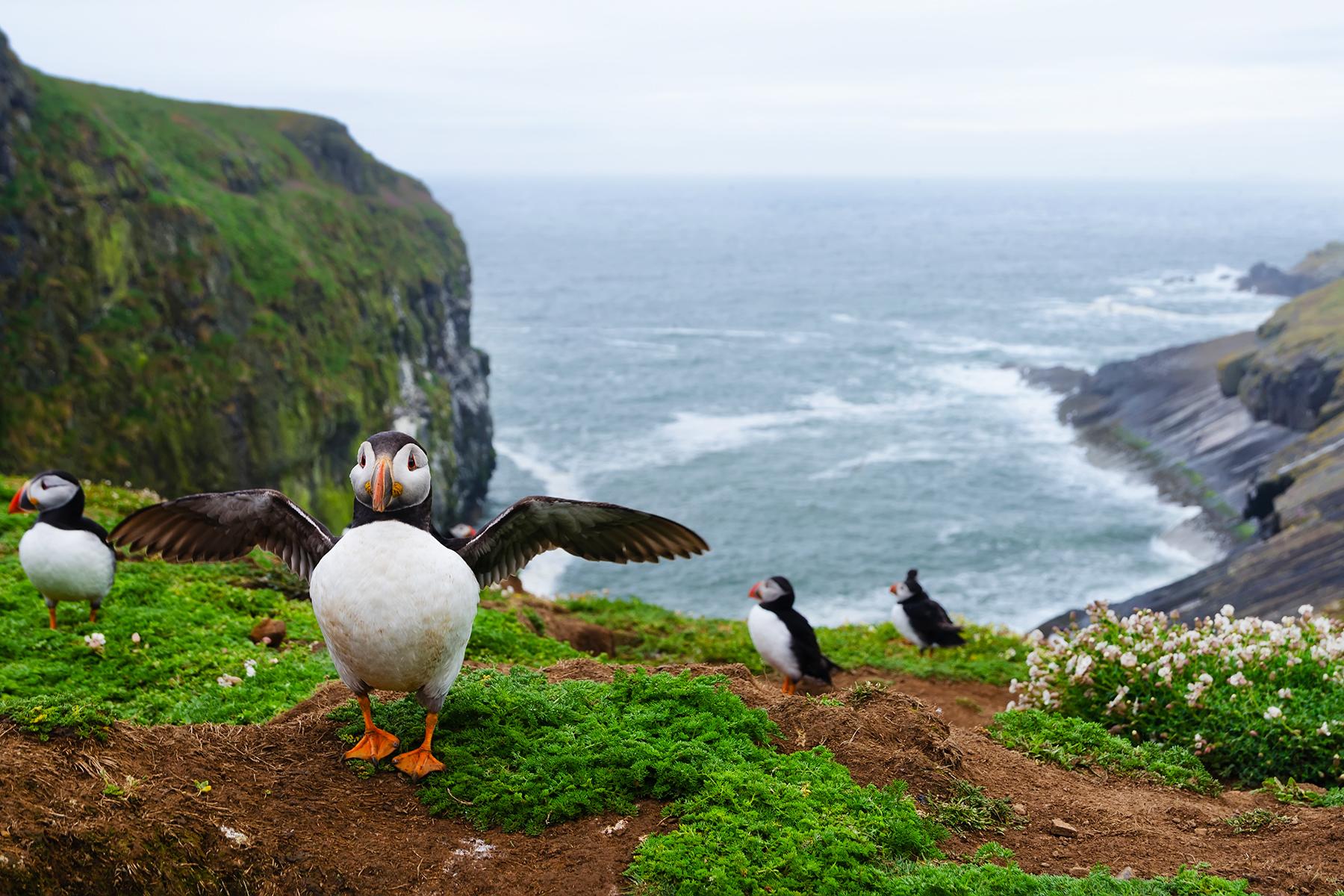 Wales-Outdoor-Adventures-Skomer-Island