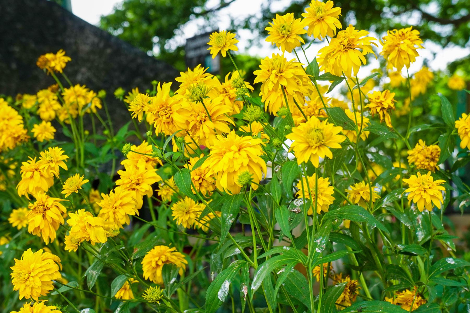 04_El_Salvador_Natural_Wonders_La Ruta de Las Flores_shutterstock_698158756