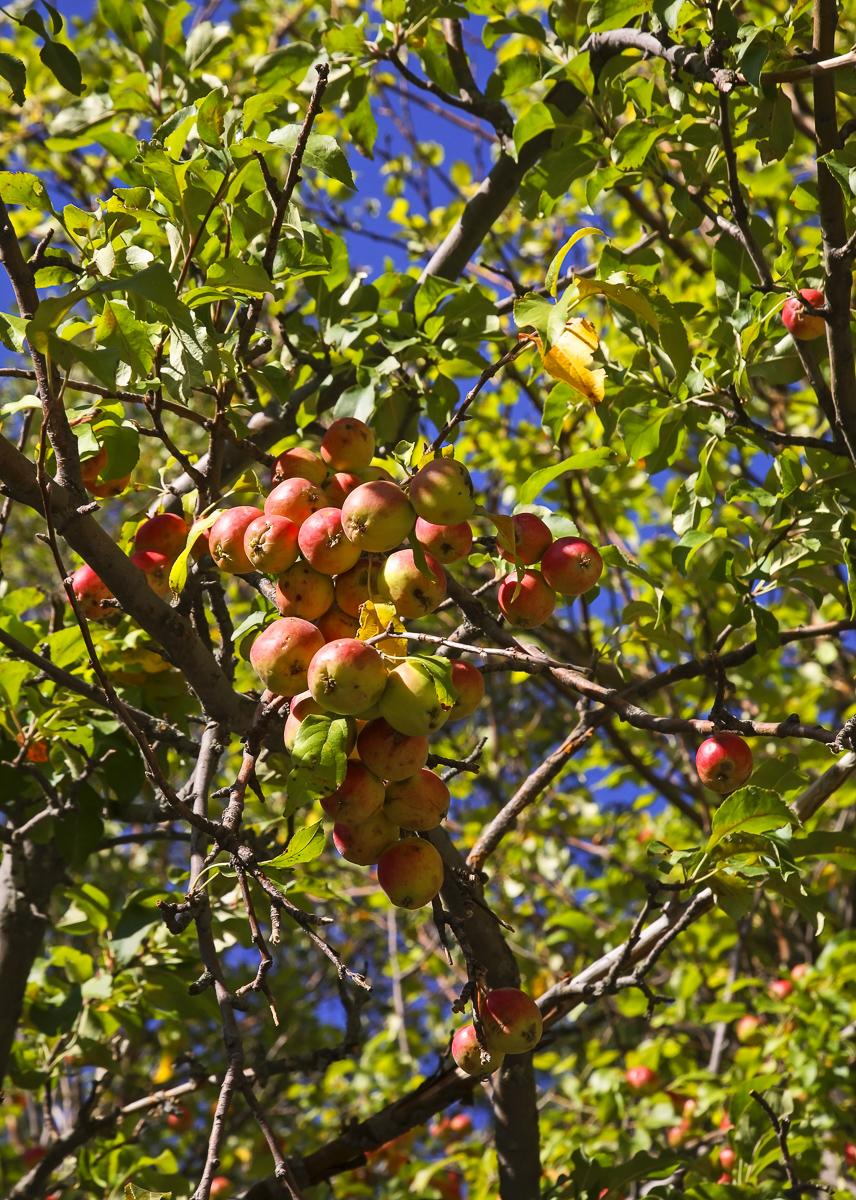 12-Reasons-to-Visit-Kazakhstan-Birthplace-of-apples