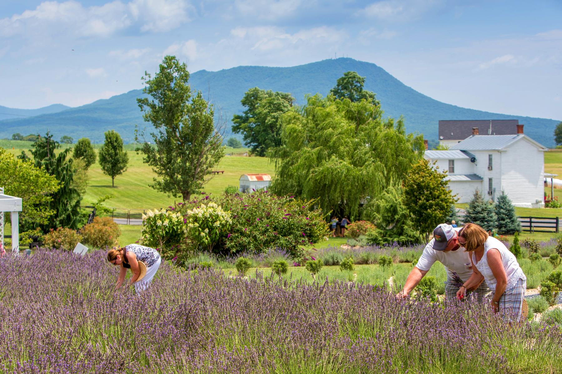 3.Shenandoah_NewSkills_White-Oak-Lavander-14